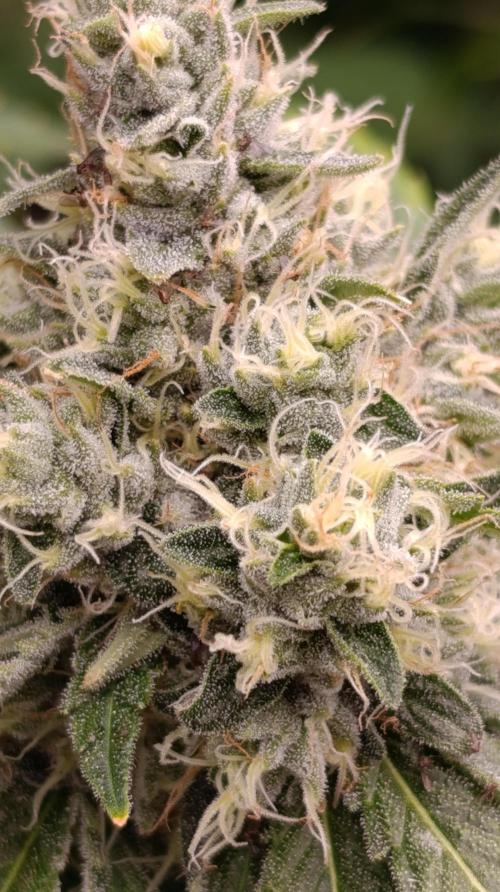 Astro Lemonade F1. Week 13