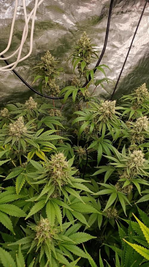 Cosmic Cheddar F1. Week 14