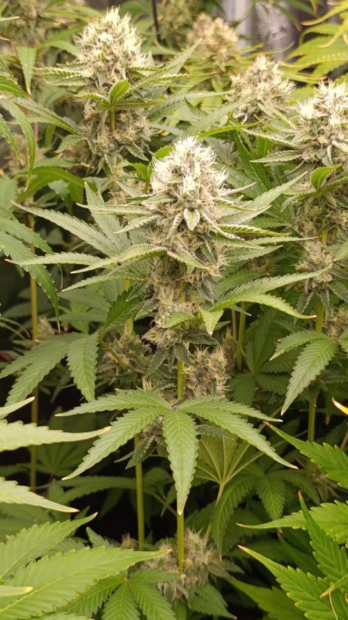 Cosmic Cheddar F1. Week 14