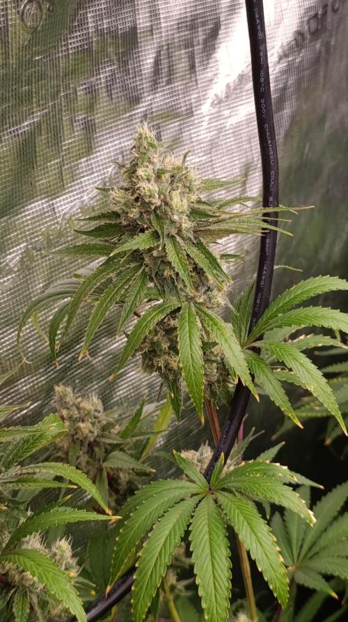 Cosmic Cheddar F1. Week 14