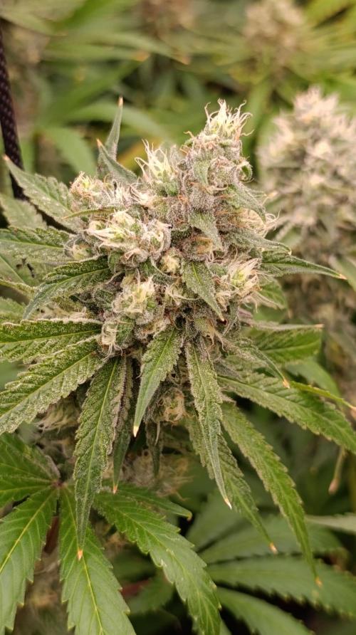 Cosmic Cheddar F1. Week 14