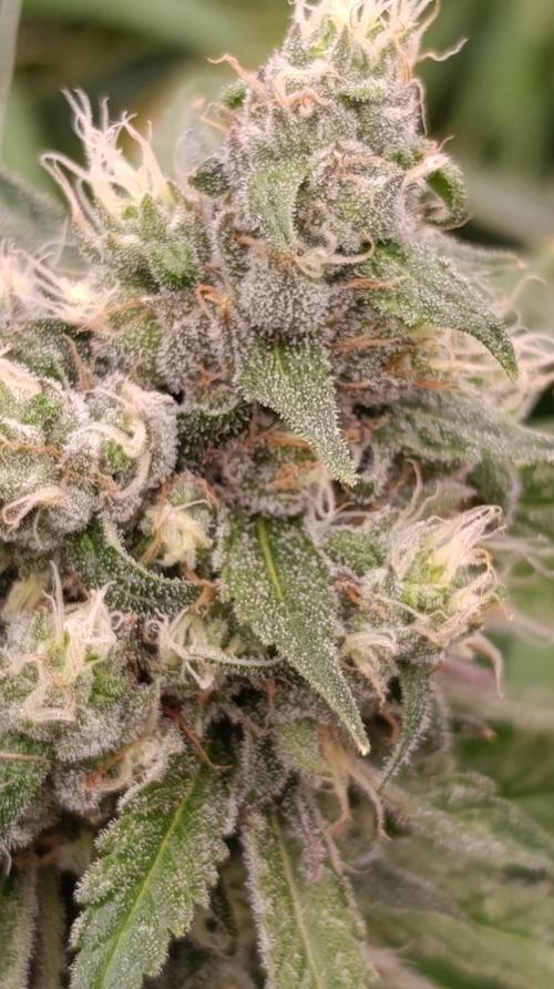 Cosmic Cheddar F1. Week 14
