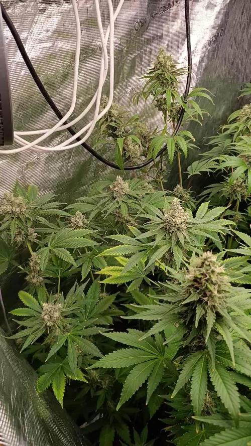 Cosmic Cheddar F1