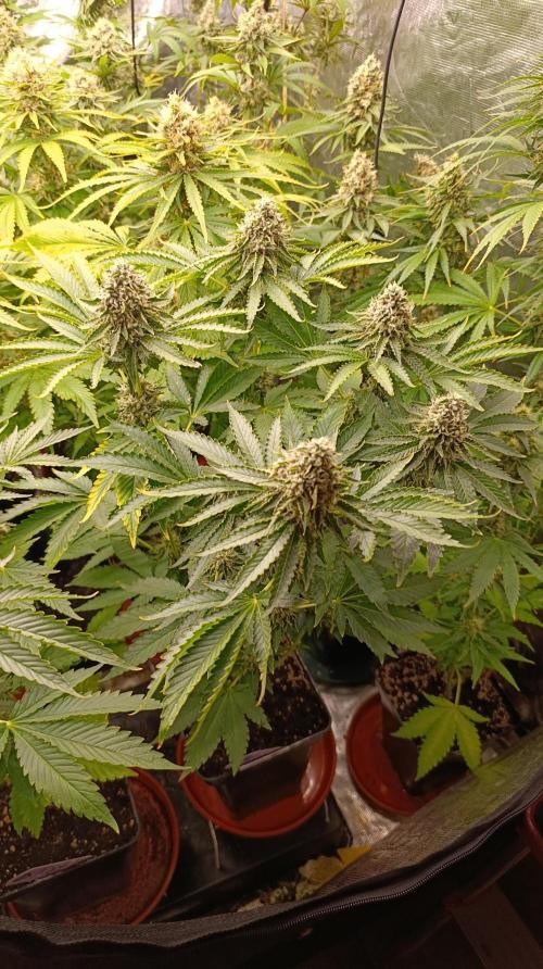 Z42 Limited Edition. Week 14