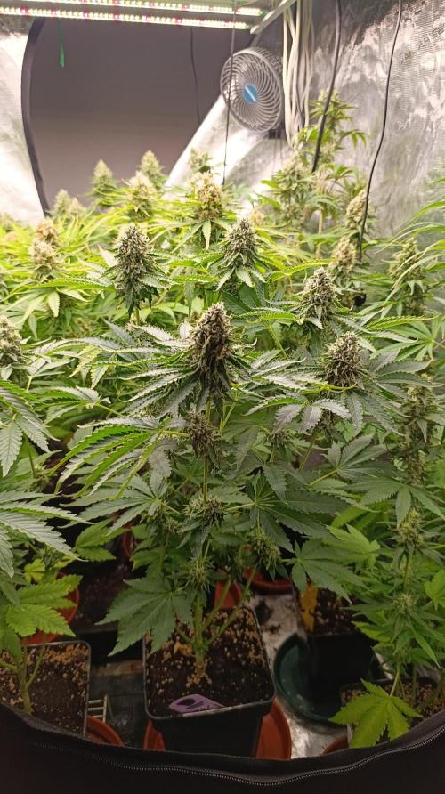 Z42 Limited Edition. Week 14