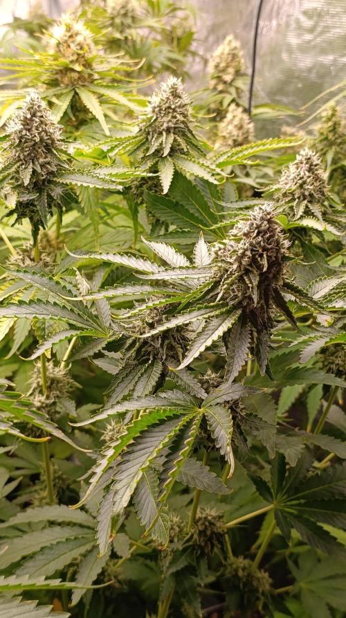Z42 Limited Edition. Week 14