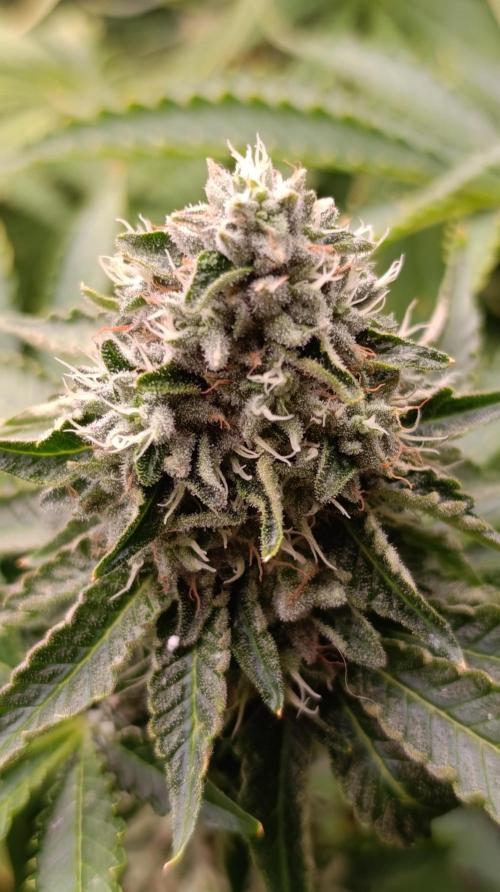 Z42 Limited Edition. Week 14
