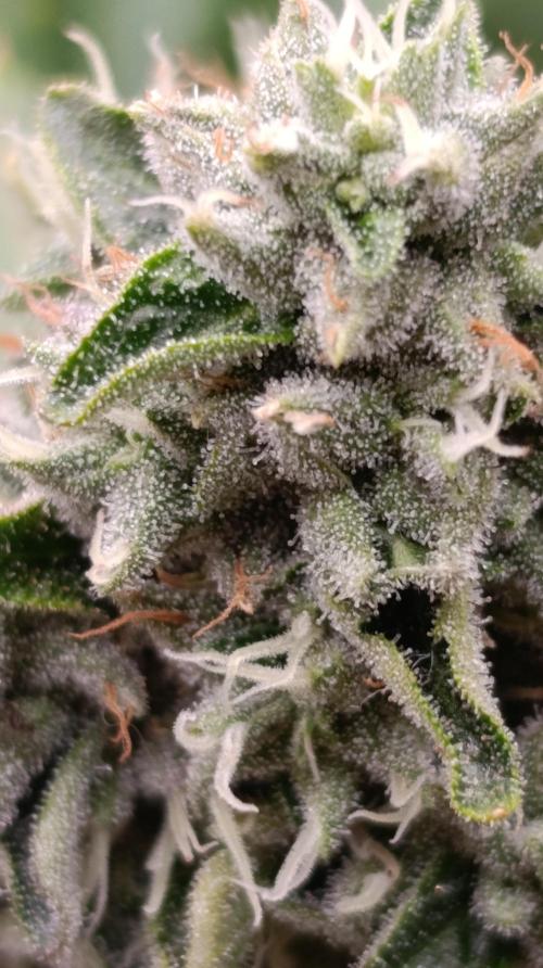 Z42 Limited Edition. Week 14