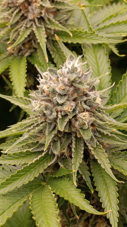 Iced Lemon Watermelon. Week 14