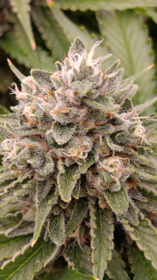 Iced Lemon Watermelon. Week 14