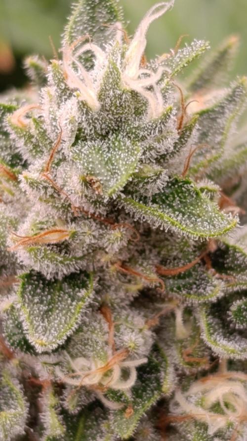 Iced Lemon Watermelon. Week 14