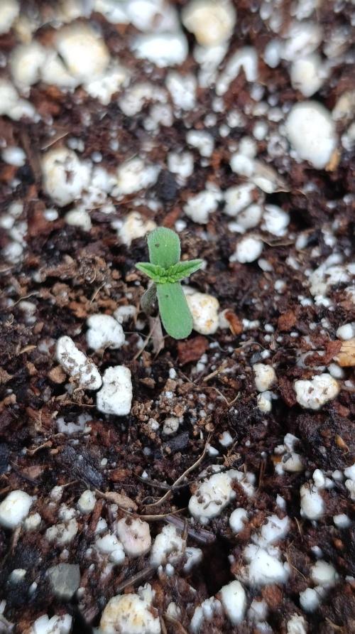Milky Way F1 Auto. Week 0