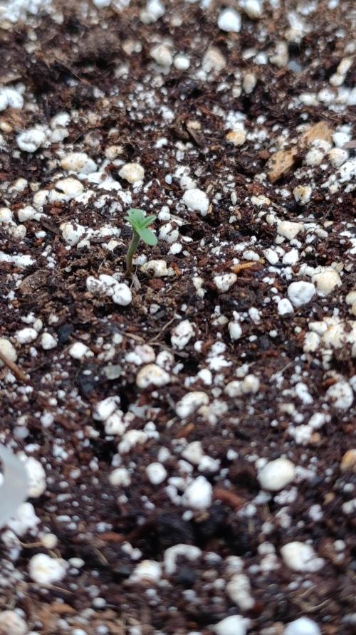 Milky Way F1 Auto. Week 0