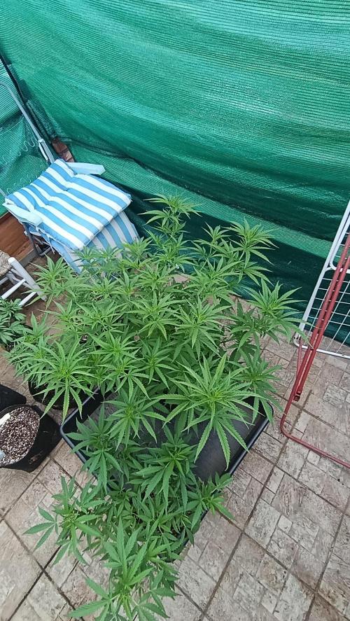 Gello Z & Xpertnutrients. Week 10