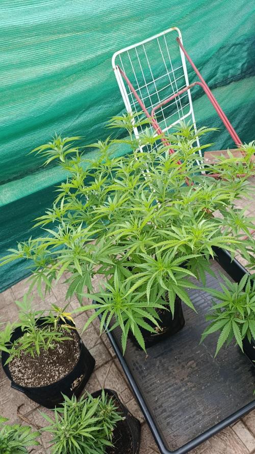 Gello Z & Xpertnutrients. Week 10
