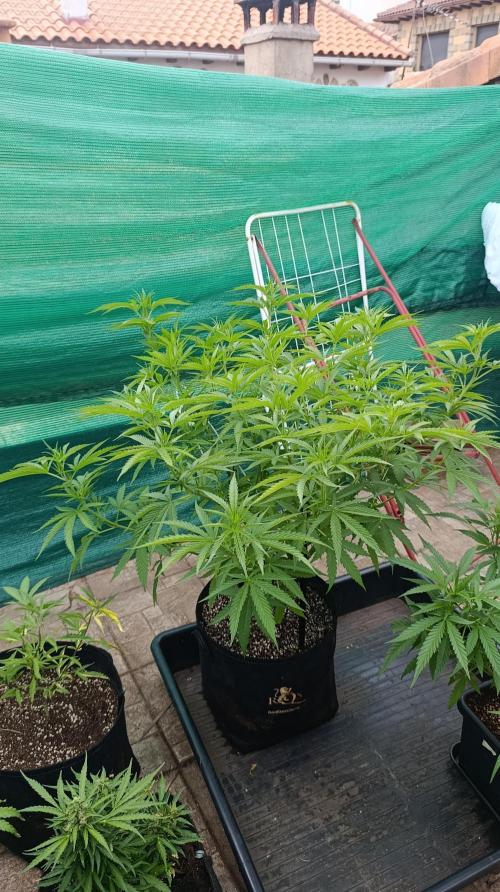 Gello Z & Xpertnutrients. Week 10