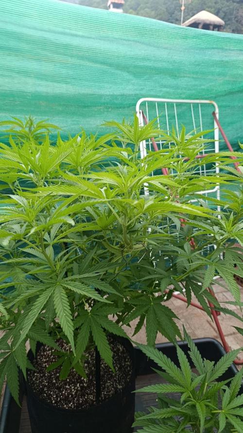 Gello Z & Xpertnutrients. Week 10