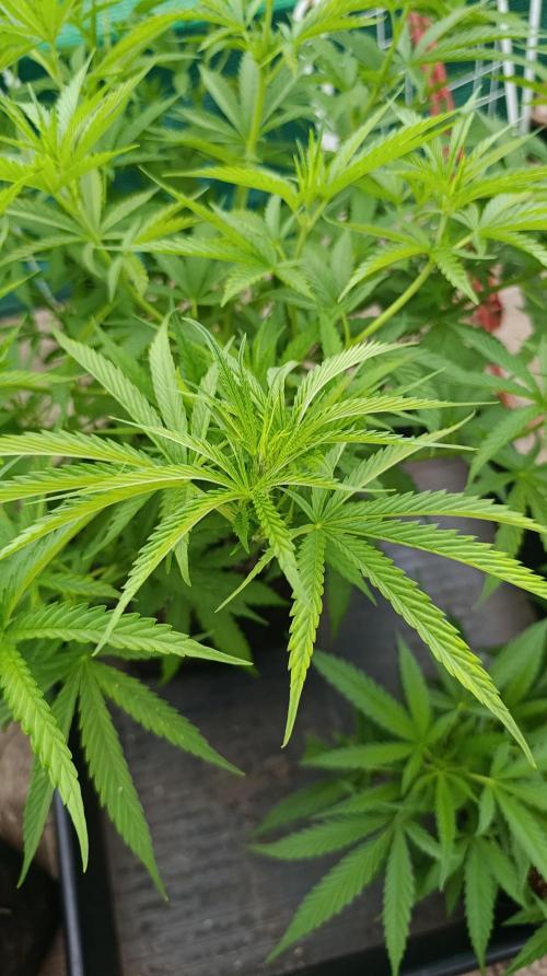 Gello Z & Xpertnutrients. Week 10