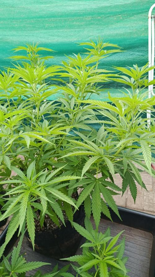 Gello Z & Xpertnutrients. Week 10