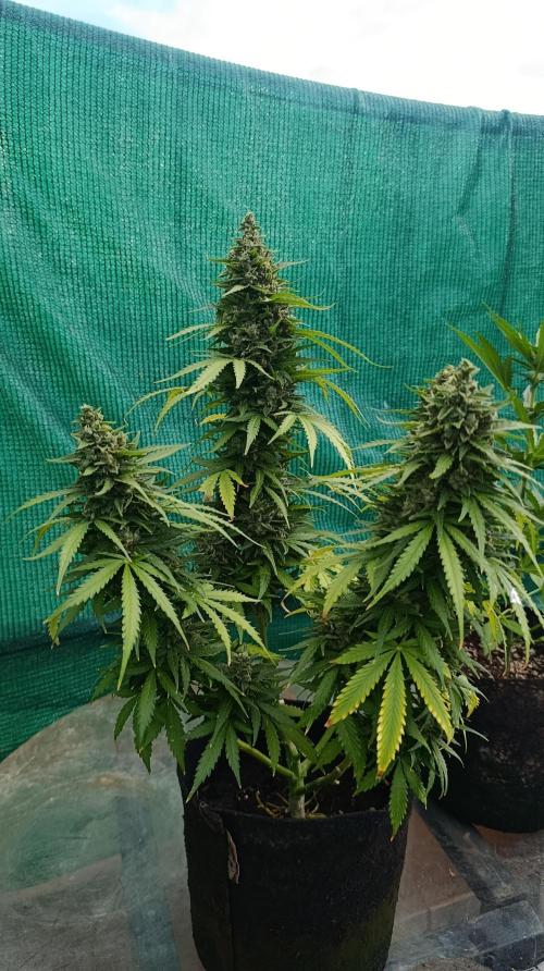 Permanent Marker XXL Auto. Week 14