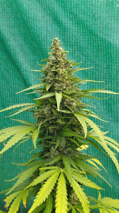 Permanent Marker XXL Auto. Week 14