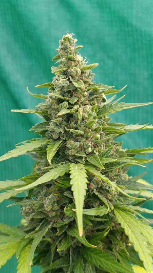 Permanent Marker XXL Auto. Week 14