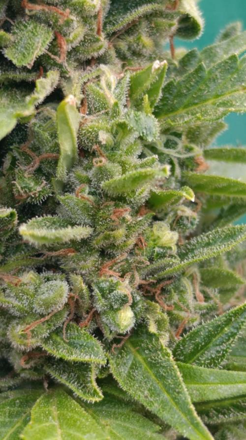 Permanent Marker XXL Auto. Week 14