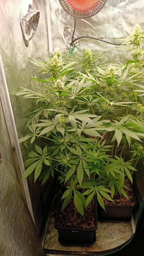 Variegated Parmigiano. Week 10