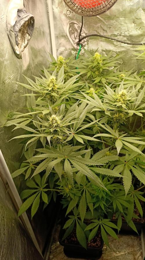 Variegated Parmigiano. Week 10