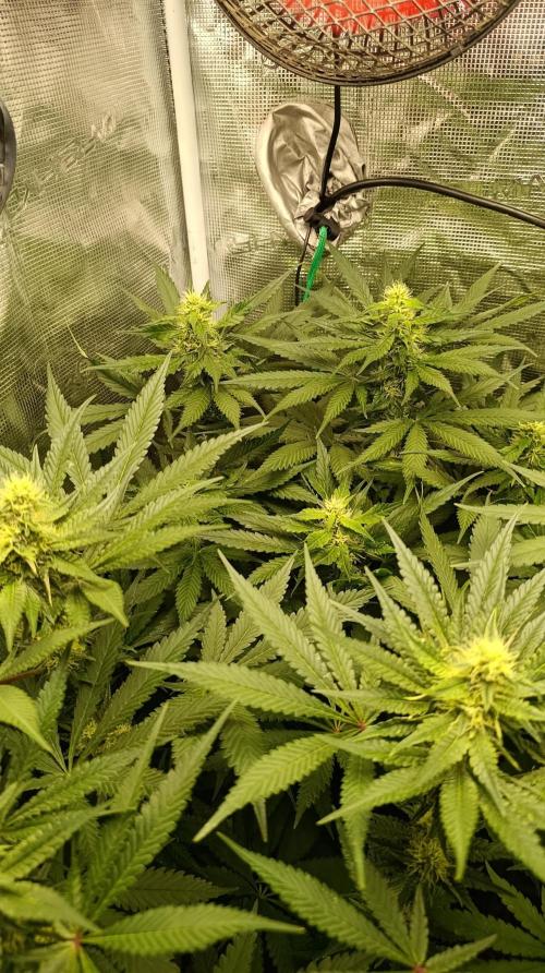 Variegated Parmigiano. Week 10