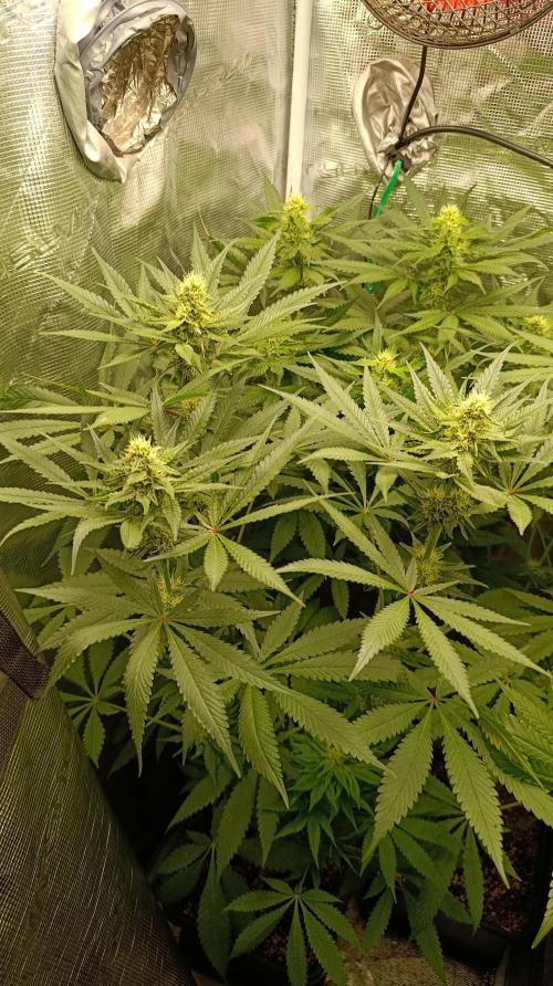 Variegated Parmigiano. Week 10