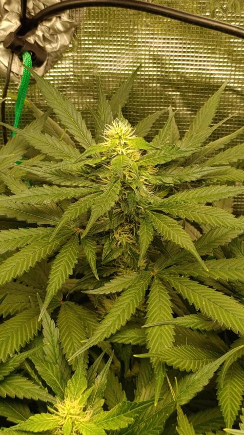Variegated Parmigiano. Week 10