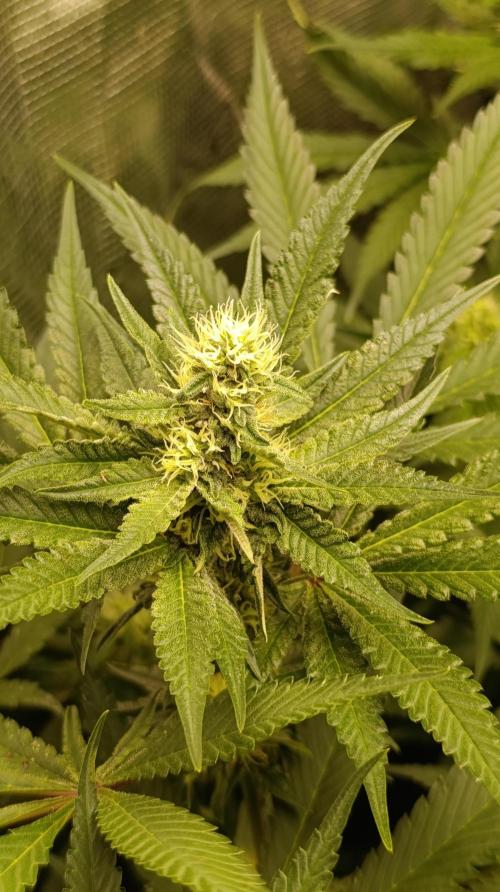 Variegated Parmigiano. Week 10