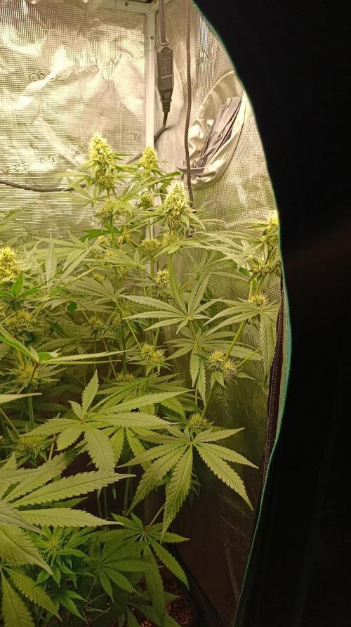 Lemon Parmesan. Week 10