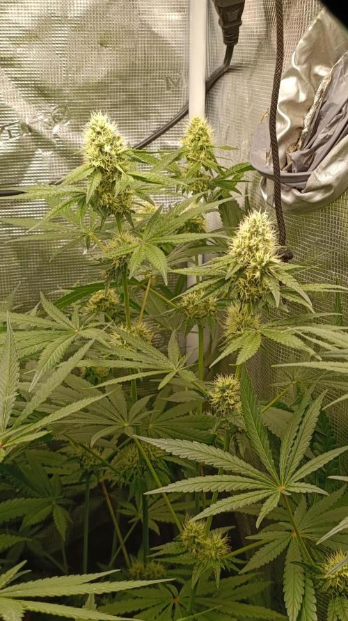 Lemon Parmesan. Week 10
