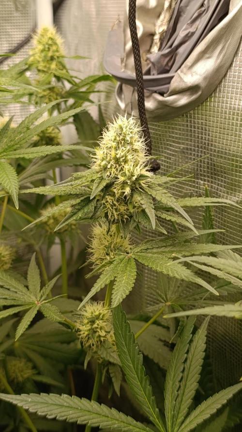 Lemon Parmesan. Week 10