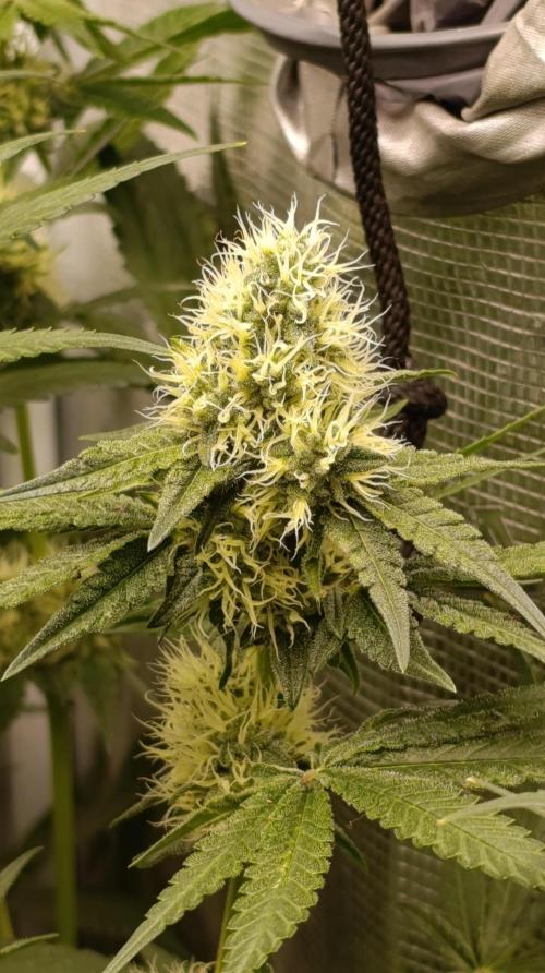 Lemon Parmesan. Week 10