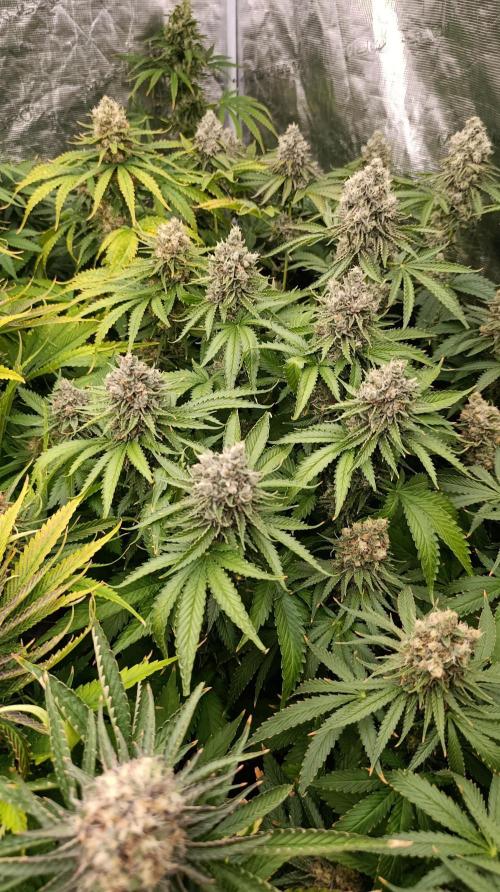 Iced Lemon Watermelon. Week 15