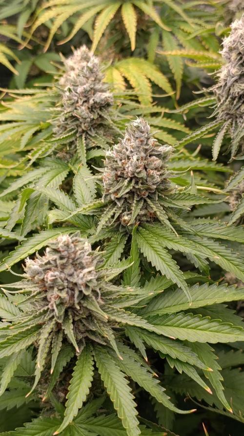 Iced Lemon Watermelon. Week 15