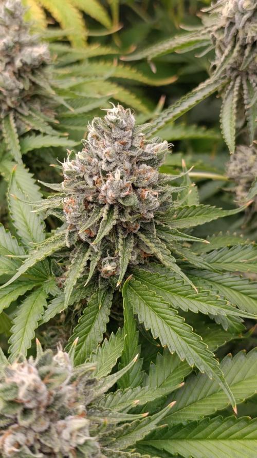 Iced Lemon Watermelon. Week 15