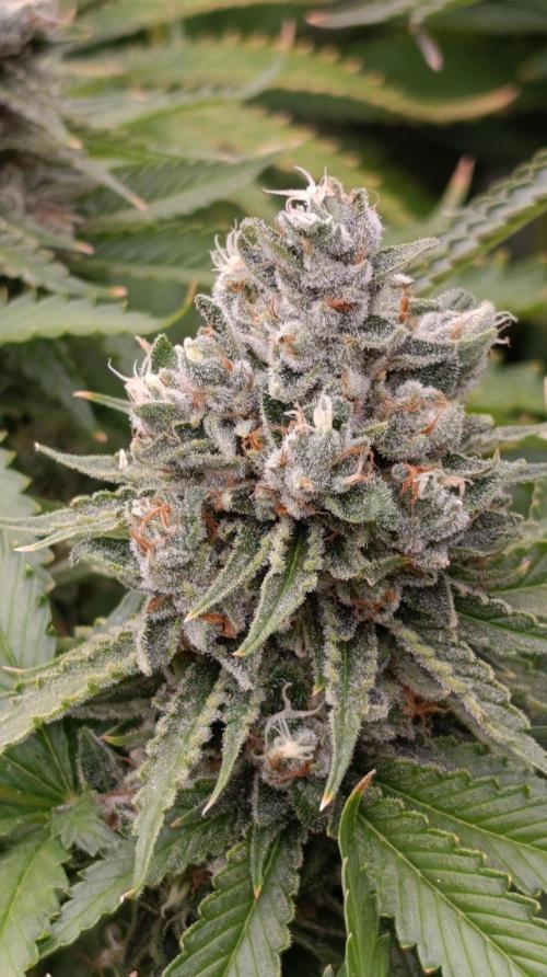 Iced Lemon Watermelon. Week 15