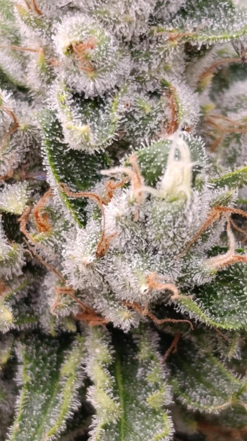 Iced Lemon Watermelon. Week 15
