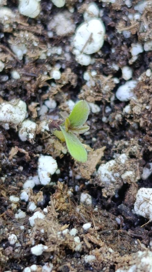 Gaia F1 Auto. Week 0