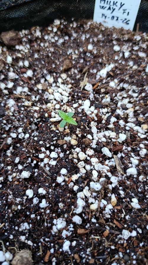 Milky Way F1 Auto. Week 1