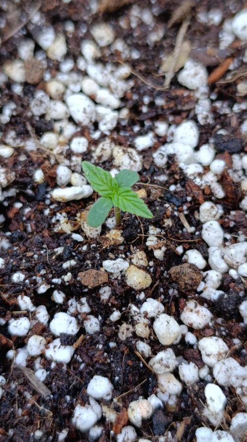 Milky Way F1 Auto. Week 1