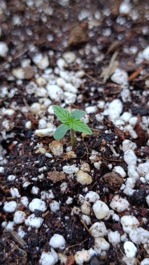 Milky Way F1 Auto. Week 1