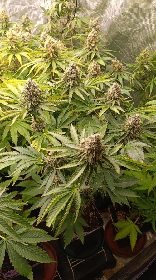 Z42 Limited Edition. Week 15
