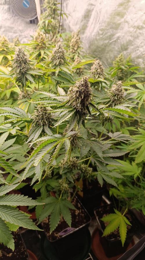 Z42 Limited Edition. Week 15