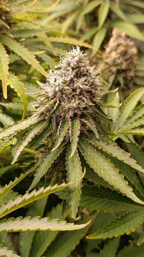 Z42 Limited Edition. Week 15