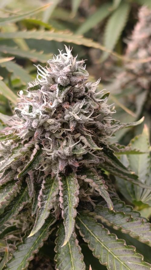 Z42 Limited Edition. Week 15